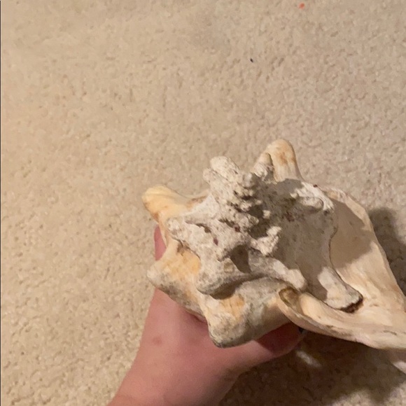 Shell - Picture 3 of 4